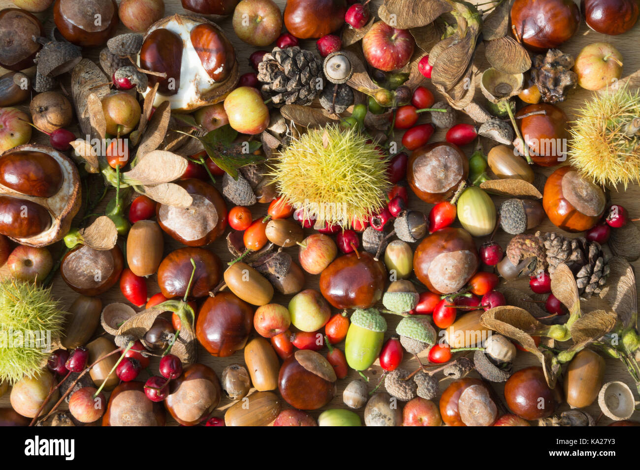 Collection de petits fruits d'automne, fruits, noix, pommes de pin et conkers dans un motif Banque D'Images