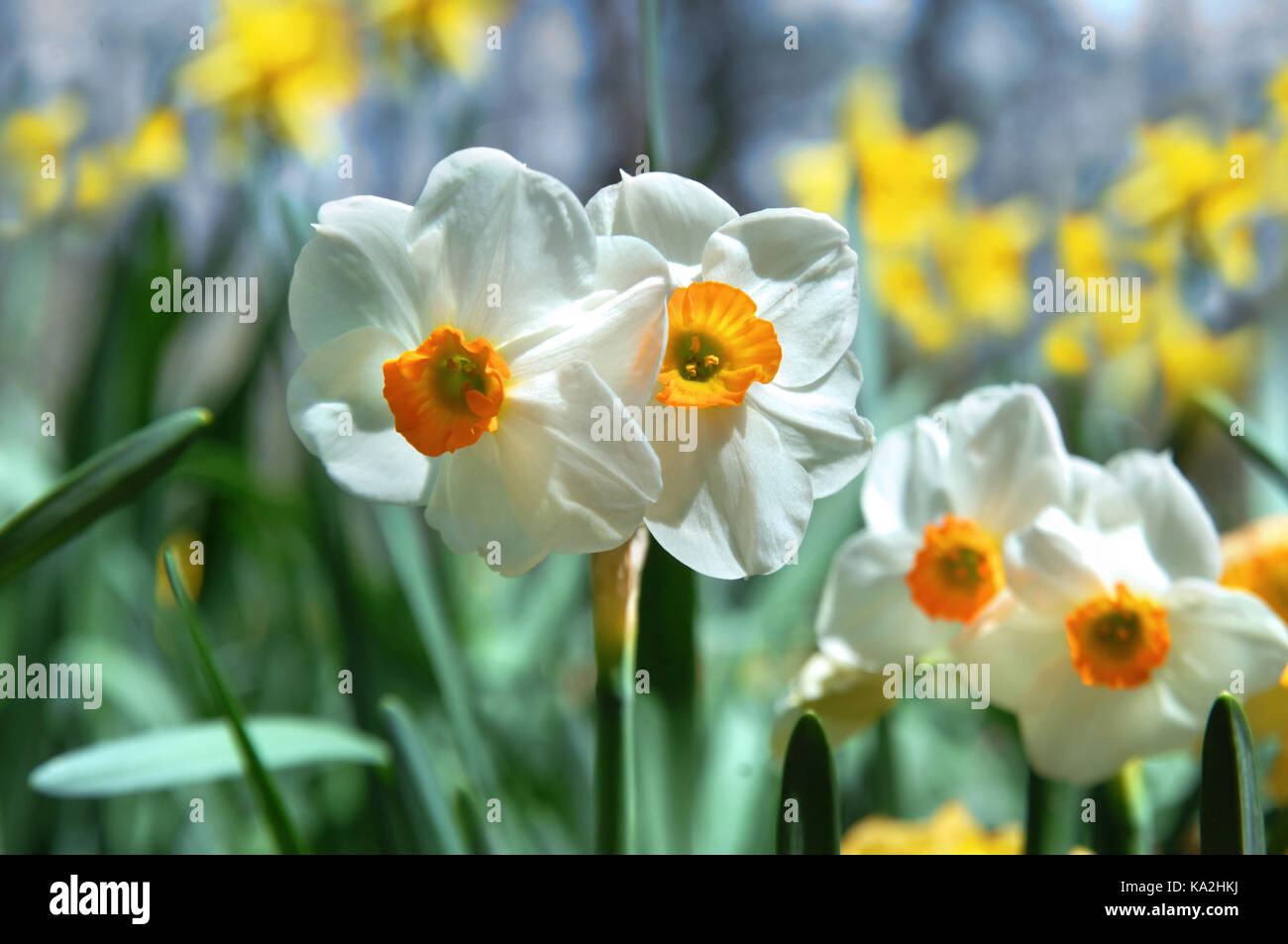 Deux jonquilles fleurissent au printemps soleil entouré d'un jardin plein de fleurs jaunes et blanches. Banque D'Images