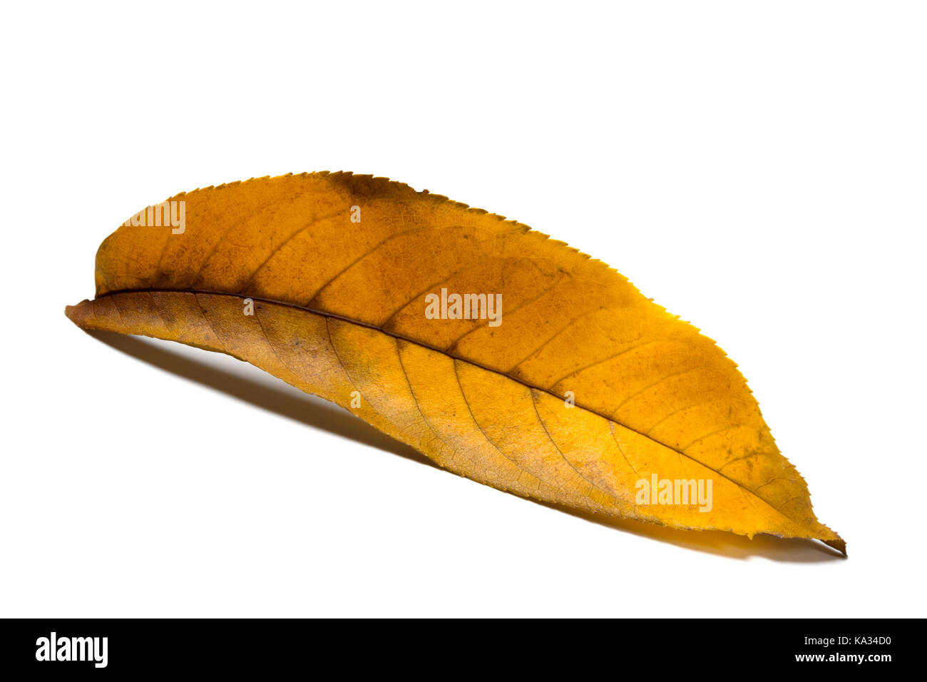 L'automne jaune noyer, Juglans regia feuille. isolé sur fond blanc. vue en gros plan. Banque D'Images