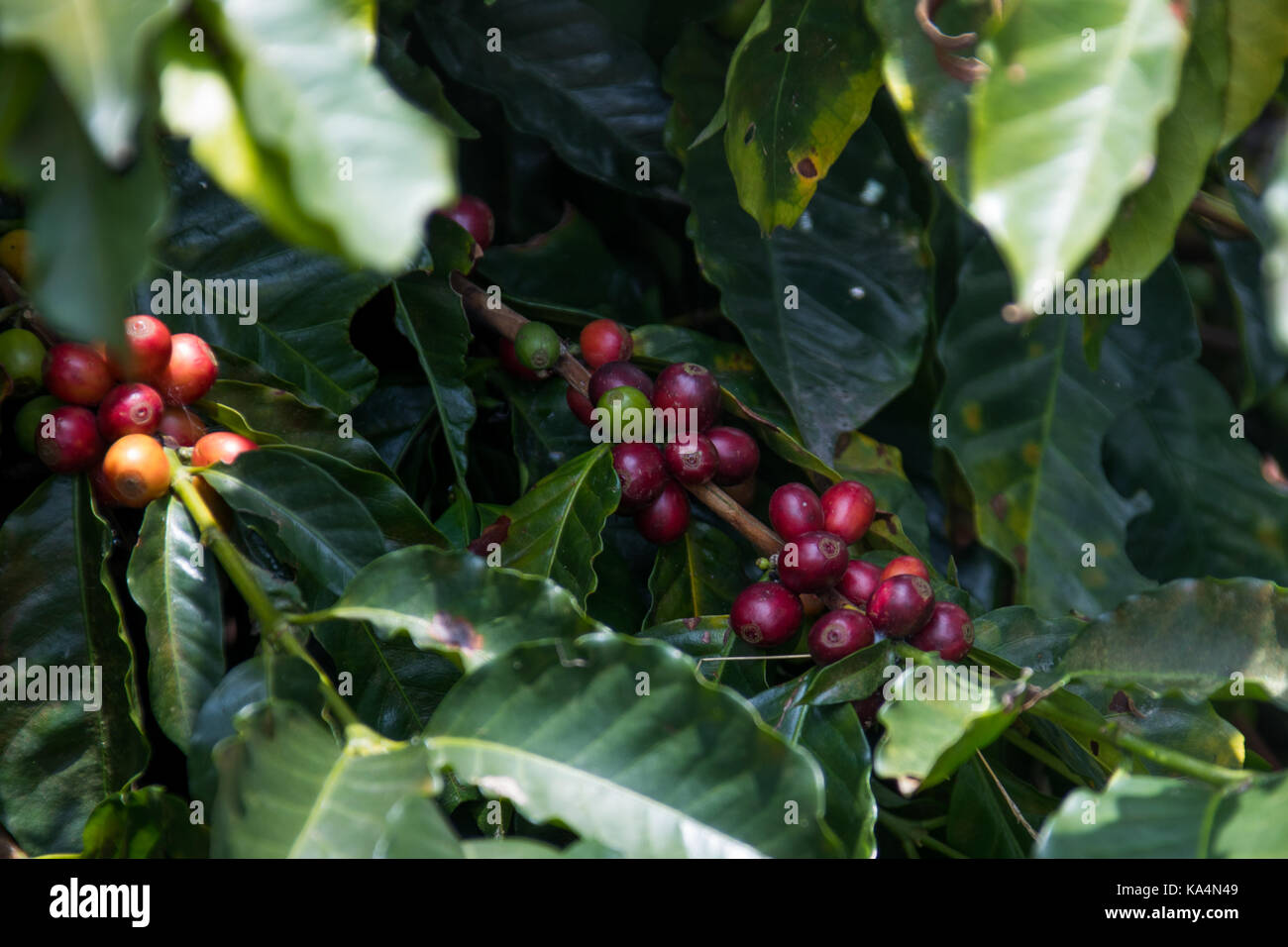 Les cerises de café rouge mûr, ferme de café Hacienda Venecia, Manizales, Colombie Banque D'Images