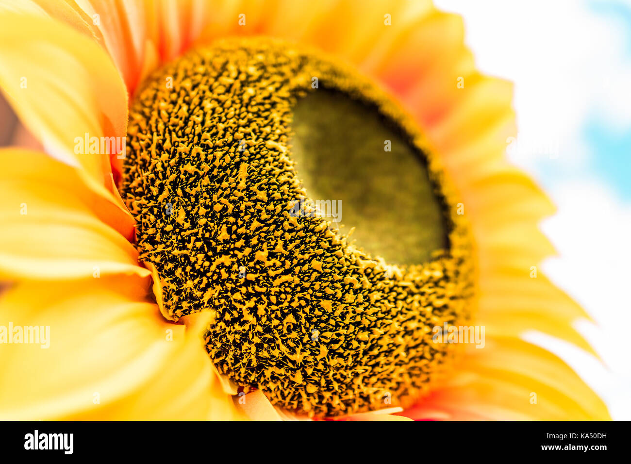 Gros plan macro de grandes fleurs de tournesol décoration avec fond de ciel bleu nuageux montrant le détail et la texture des pétales jaune Banque D'Images