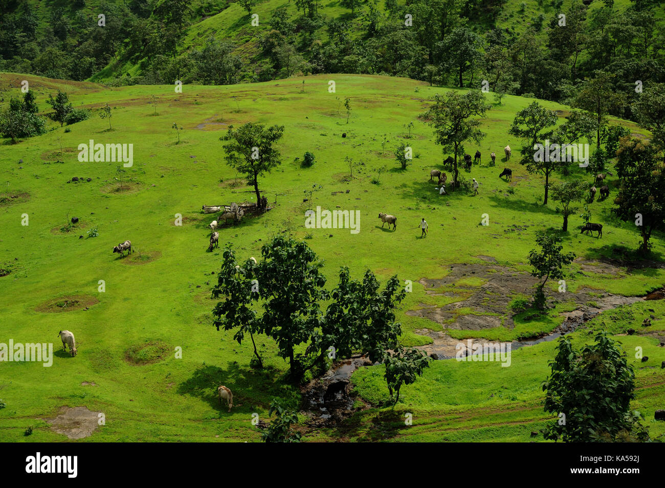 Vaches qui paissent en paysage, nashik, Maharashtra, Inde, Asie Banque D'Images