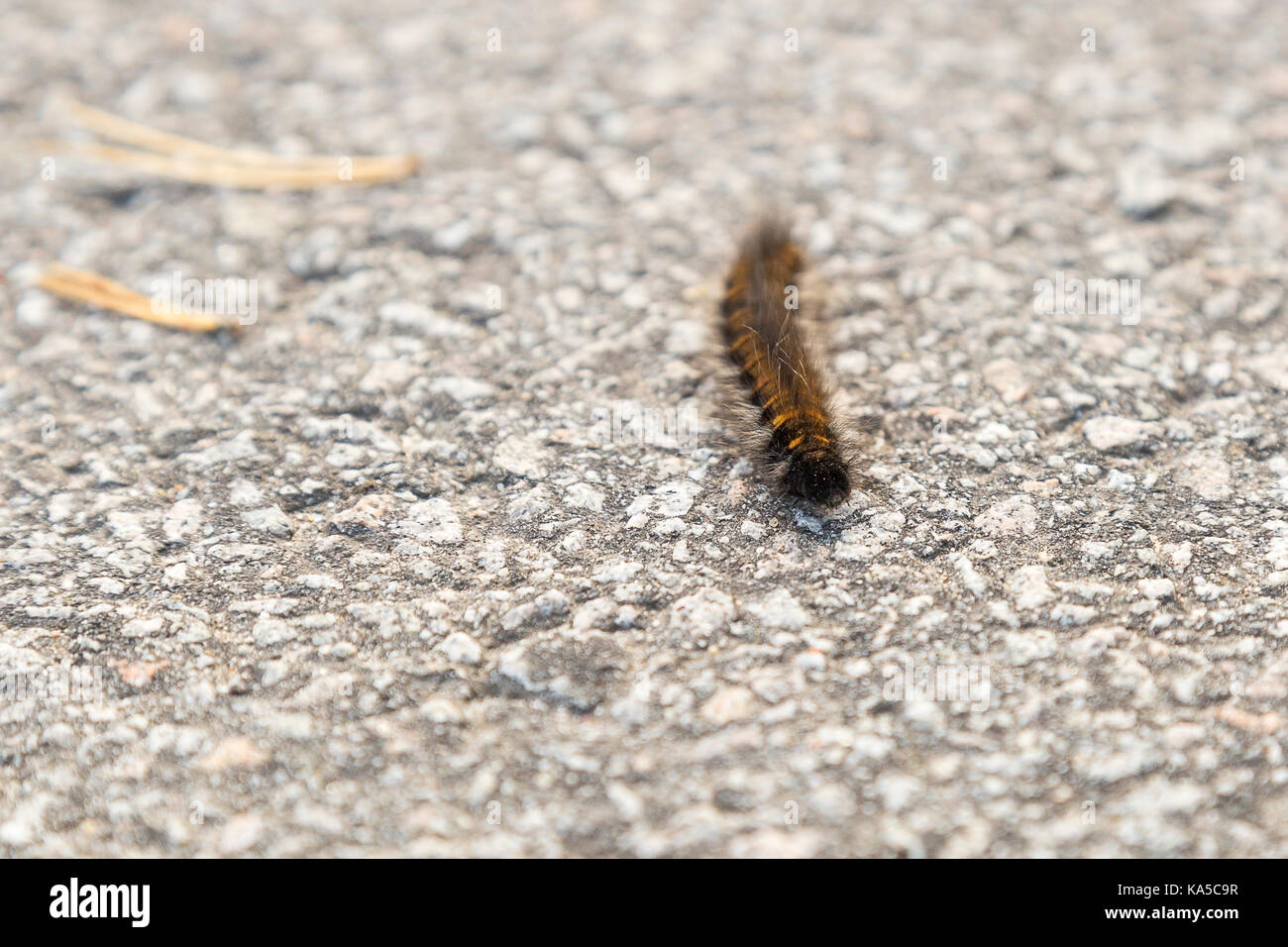 L'orange et le noir fox moth caterpillar close up. Banque D'Images