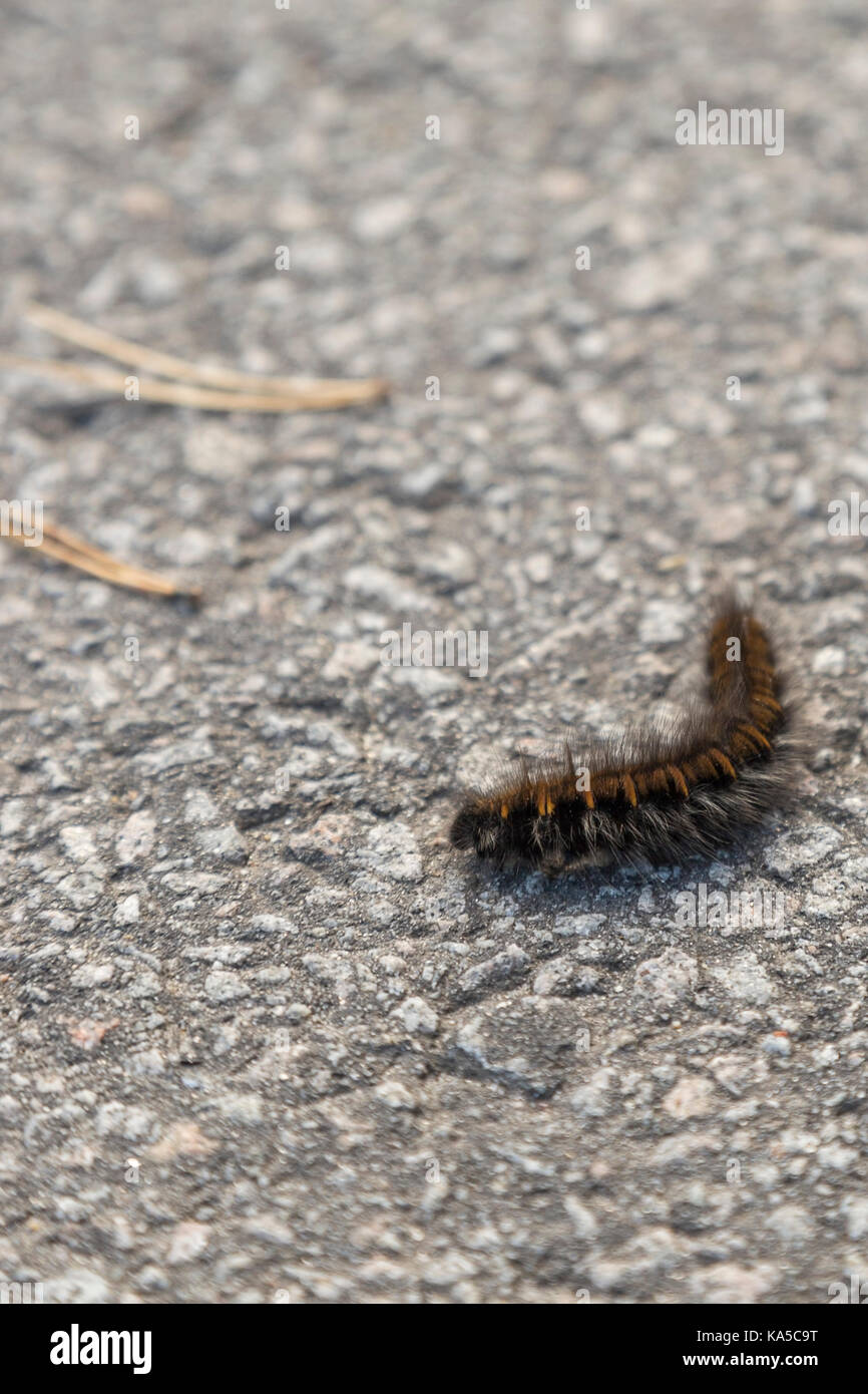 L'orange et le noir fox moth caterpillar close up. Banque D'Images
