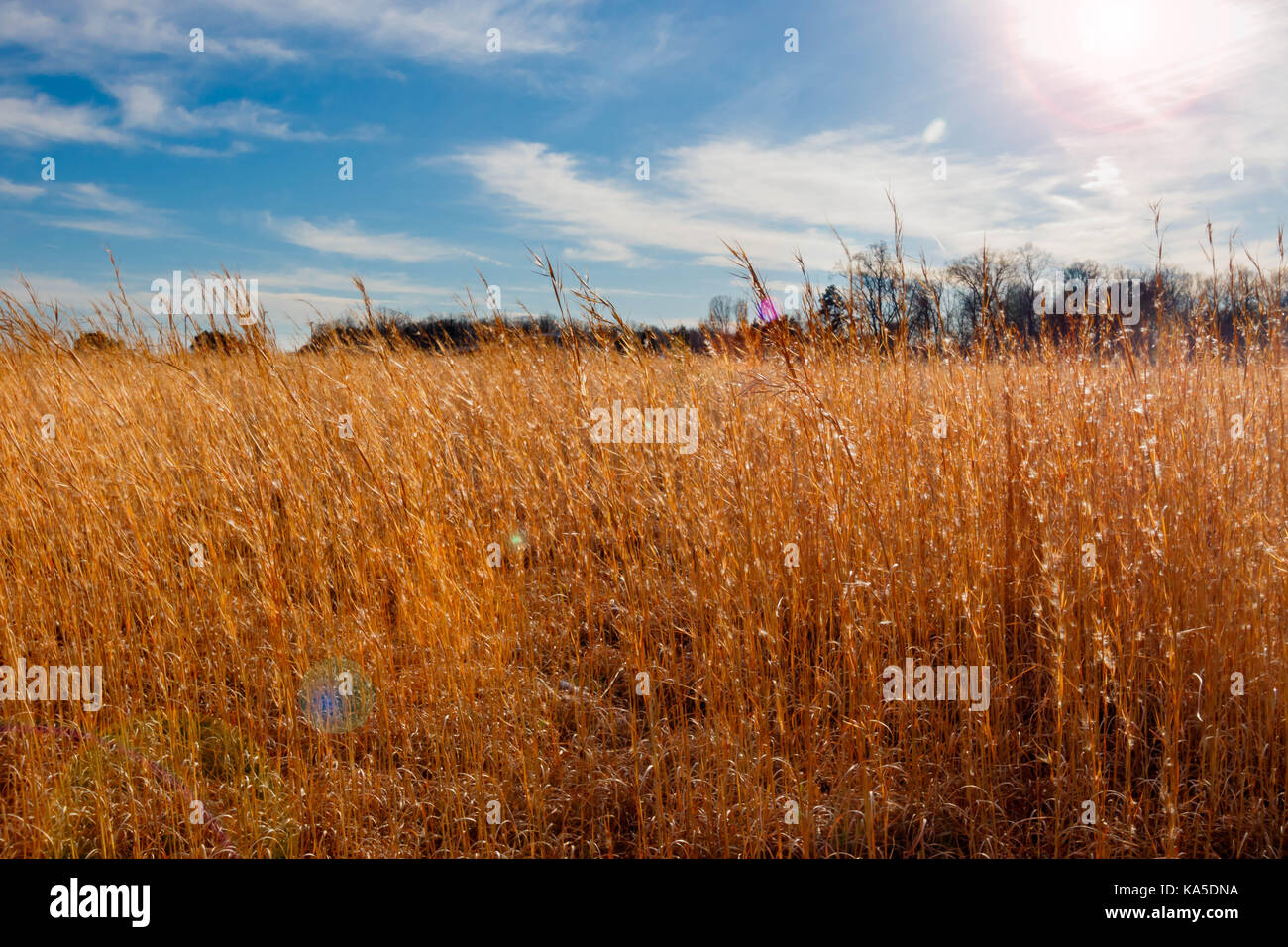 L'herbe de blé et de ciel bleu. Banque D'Images