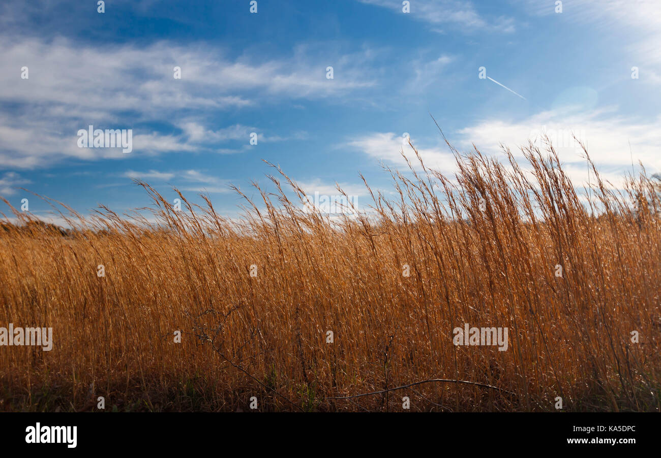L'herbe de blé et de ciel bleu. Banque D'Images