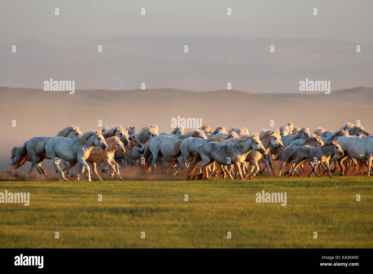 Blanc de Mongolie chevaux sauvages s'exécutant sur la prairie sans fin Banque D'Images