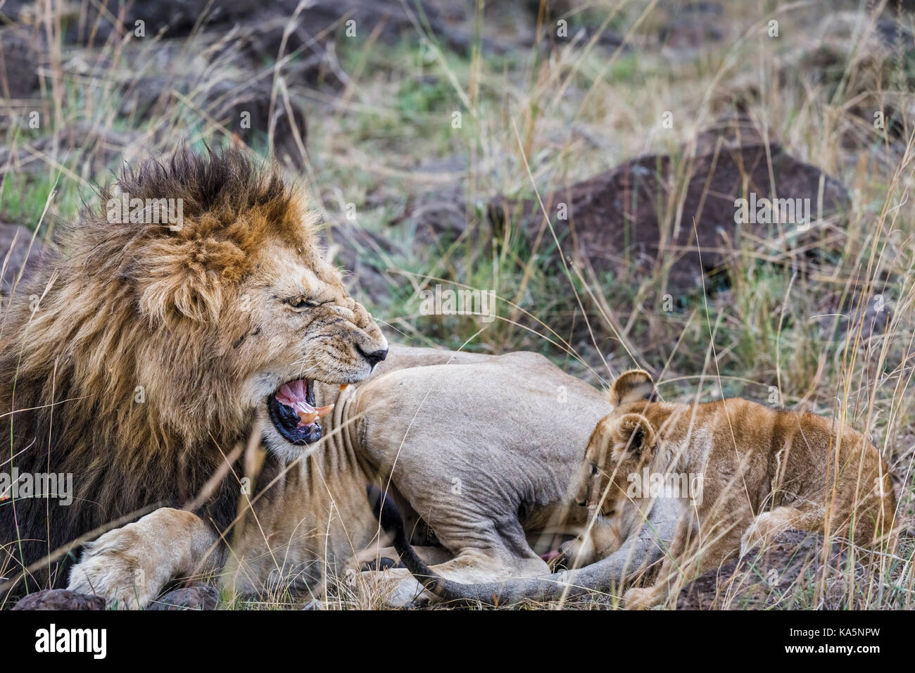 Lion : grogne des adultes mâles agressifs (Mazraat lion Panthera leo) porte ses dents alors qu'il grogne et grognements se recroquevillant à un lion, Masai Mara, Kenya Banque D'Images