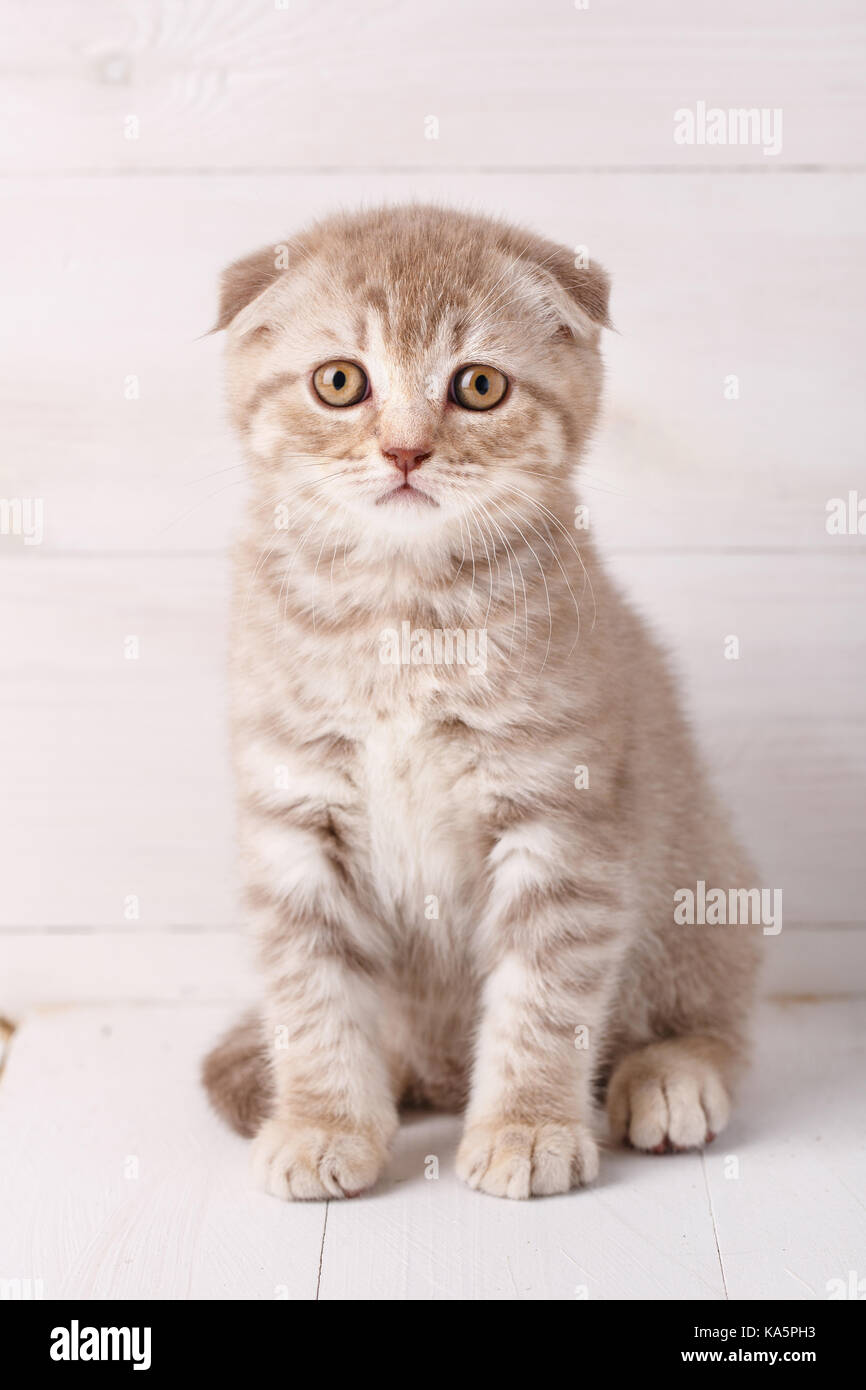 Portrait chat Scottish Fold. Banque D'Images