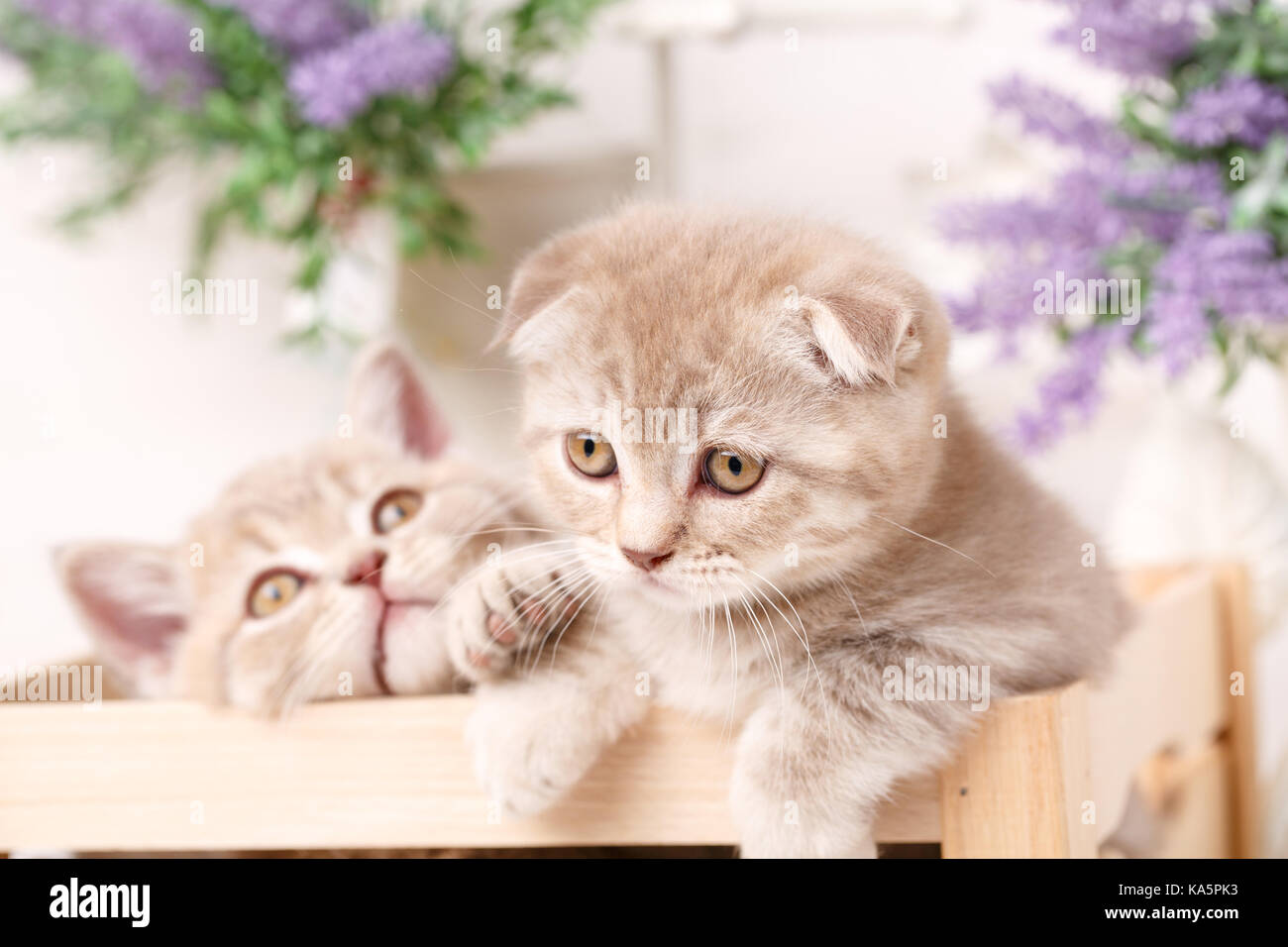 Peu de chatons Scottish Fold rouge Banque D'Images