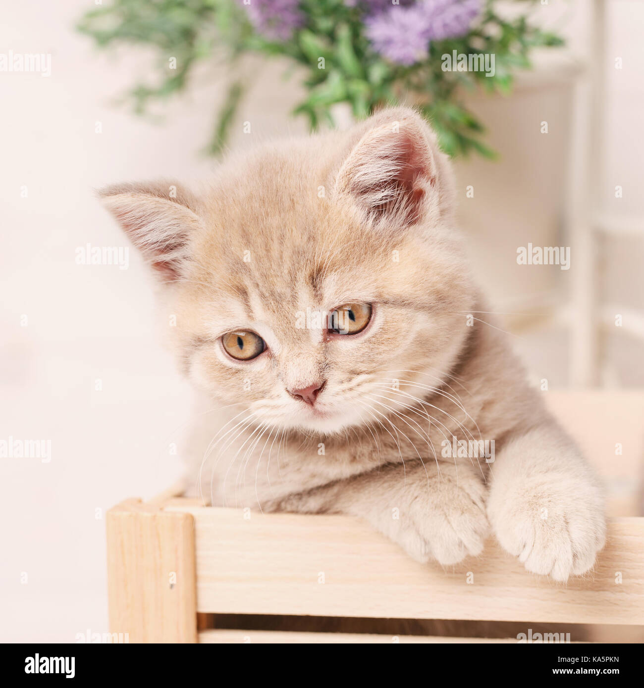 Tête d'un chaton écossais rouge donne de fort Banque D'Images