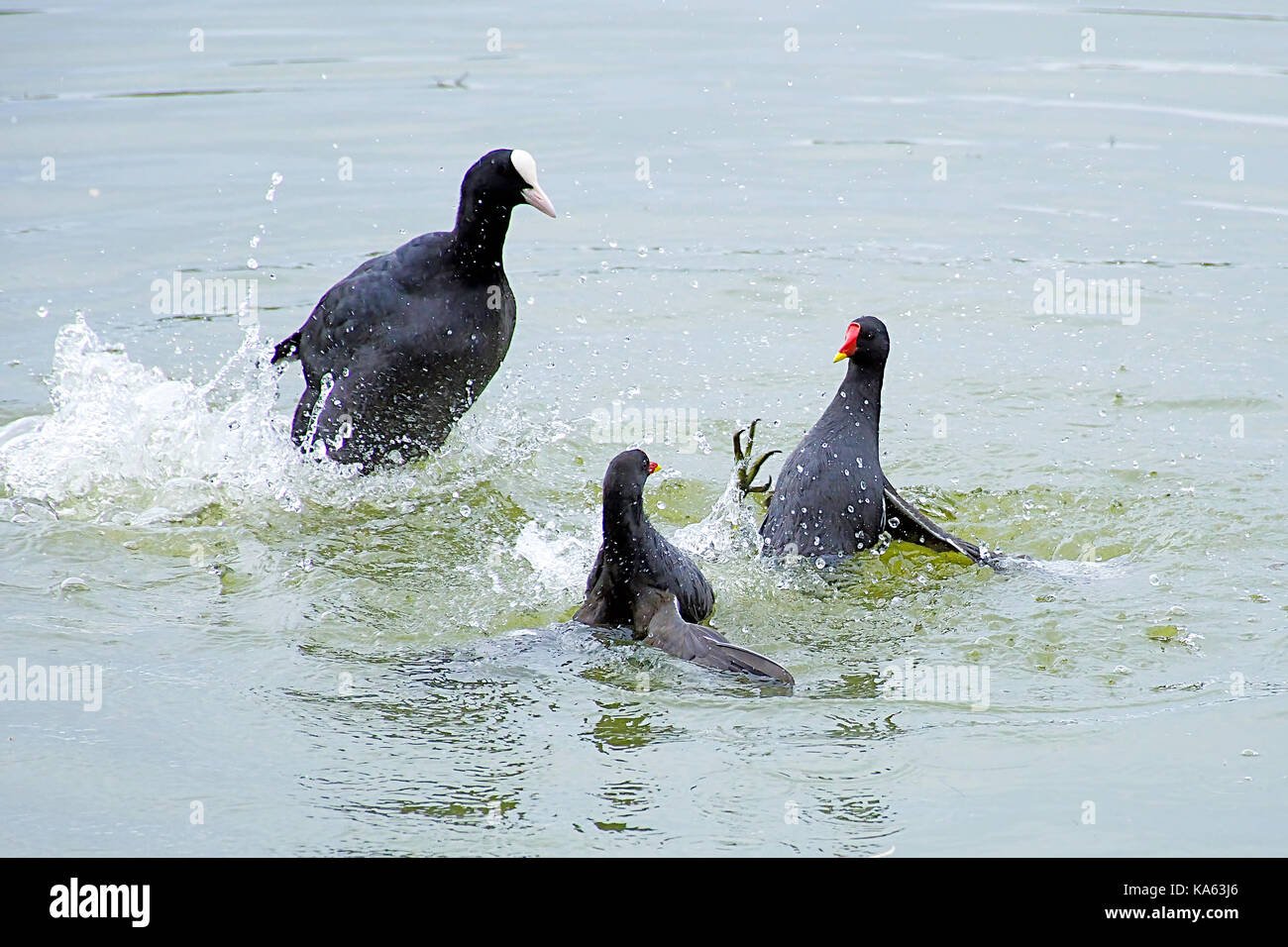 Gallinules lutte dans l'eau, Foulque d'action.regarder le comportement de la faune, les oiseaux du lac Westport réserver près de Stoke on Trent, Royaume Uni.La fin de l'été 2017. Banque D'Images