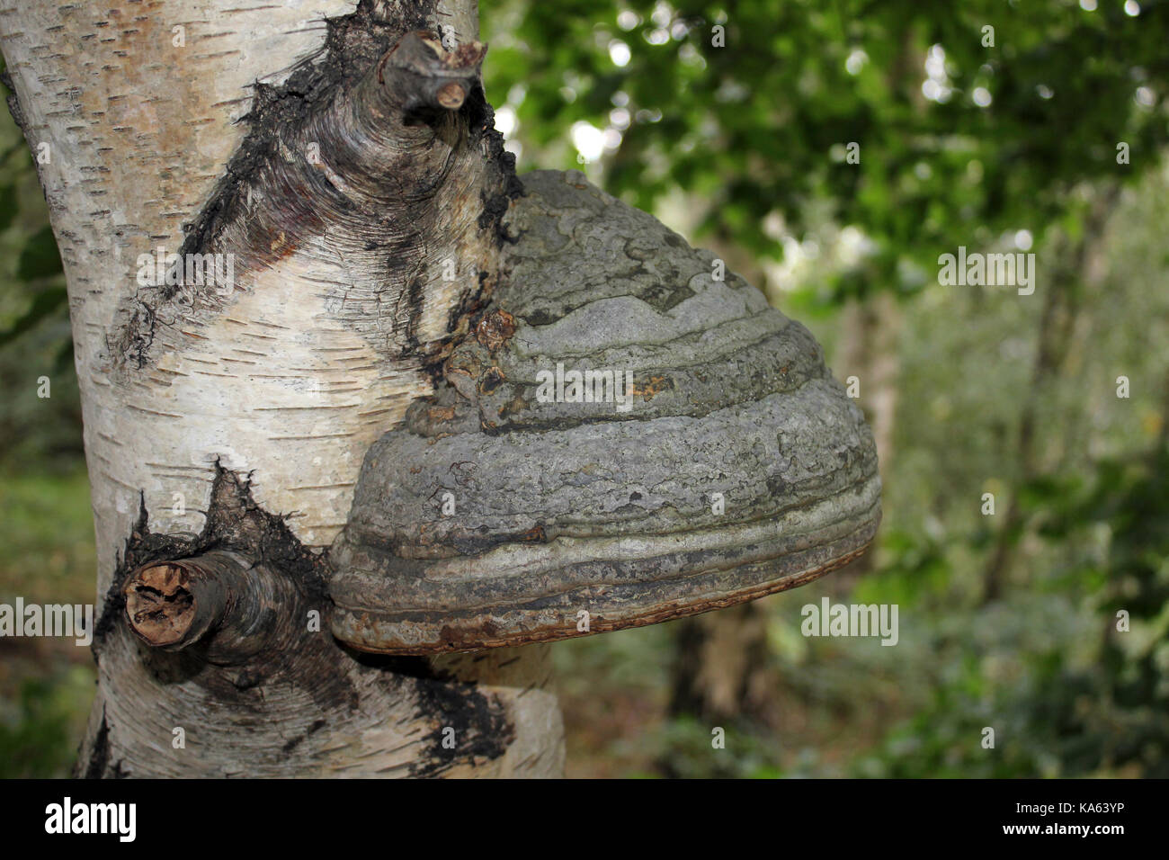 Hoof alias Champignon Champignon Fomes fomentarius faux Amadou Banque D'Images