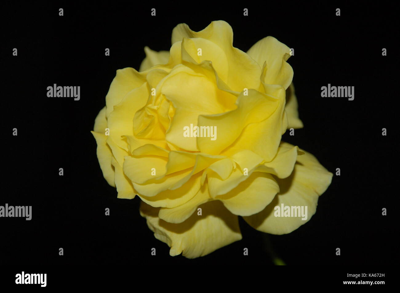 Blooming rose jaune sur fond noir Banque D'Images