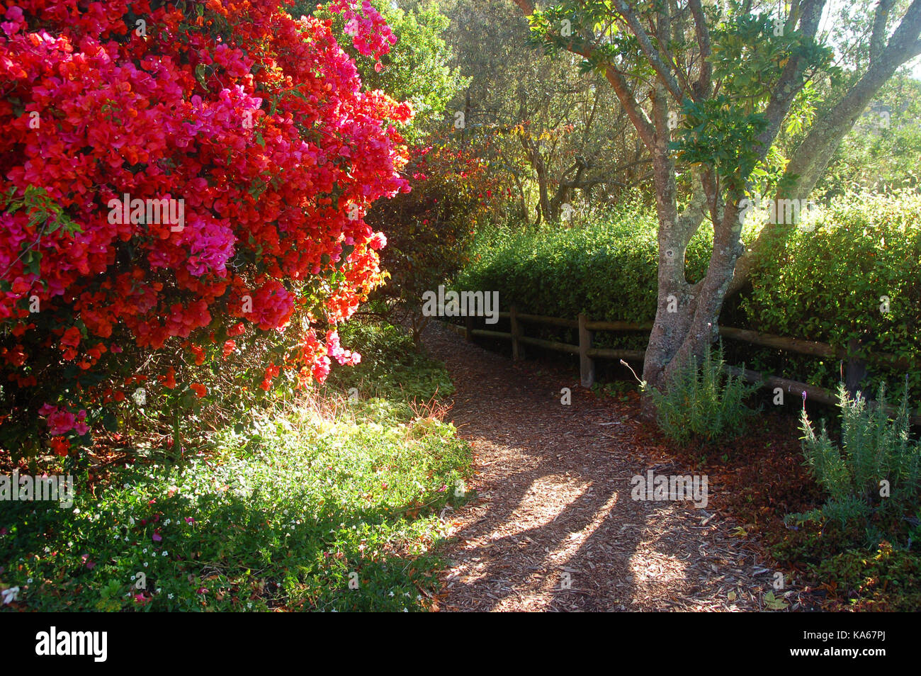 Chemin de jardin rose en fleurs Banque D'Images