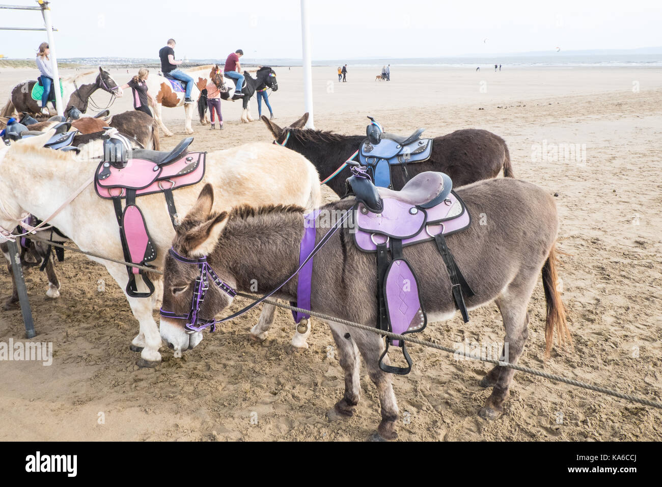 Âne,ânes,équitation,randonnées,randonnée,Sandy Bay, plage,plage,Coney juste côte,mer,ville,côtières,resort,Porthcawl,Brigend,France,Pays de Galles Welsh,Royaume-uni,UK,l'Europe Banque D'Images