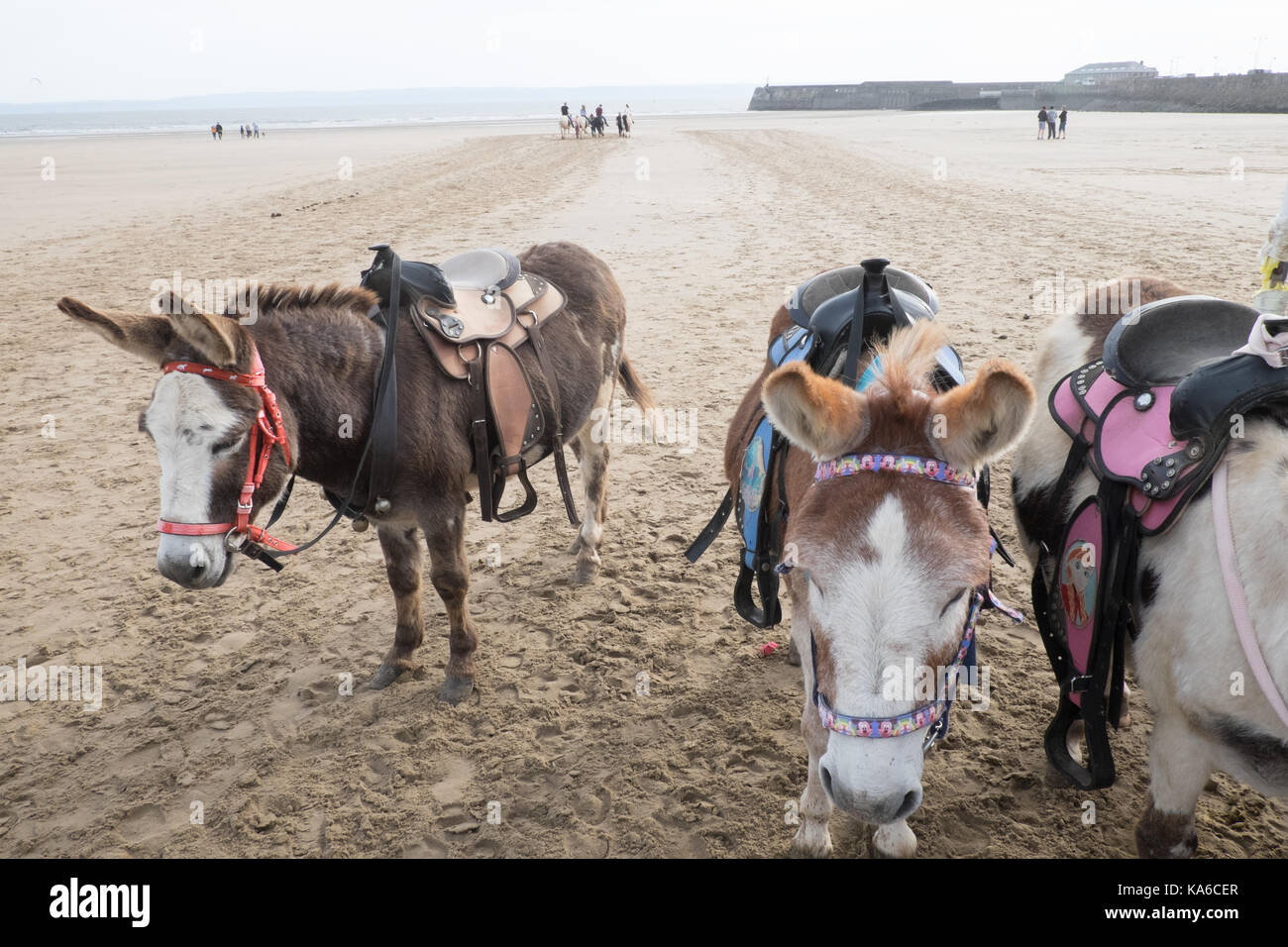 Âne,ânes,équitation,randonnées,randonnée,Sandy Bay, plage,plage,Coney juste côte,mer,ville,côtières,resort,Porthcawl,Brigend,France,Pays de Galles Welsh,Royaume-uni,UK,l'Europe Banque D'Images