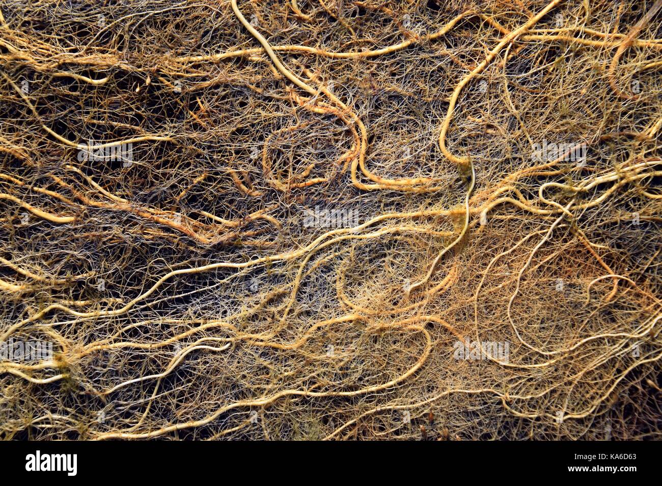 Bouchon De Racine Banque d'image et photos - Alamy
