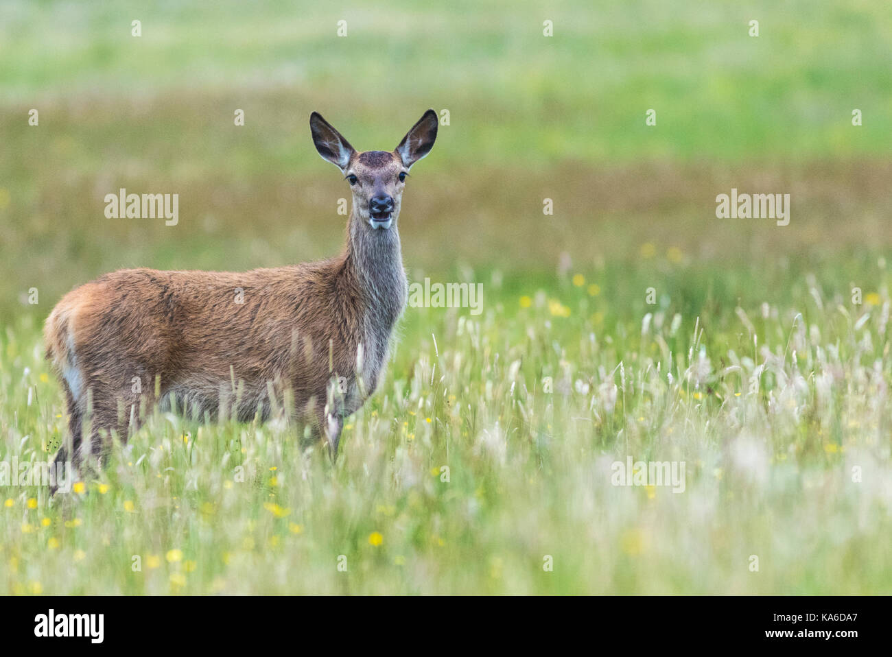 Red Deer, femelle standg et à la recherche à la caméra avec la bouche ouverte, à mull d'OA, Islay, Ecosse Banque D'Images
