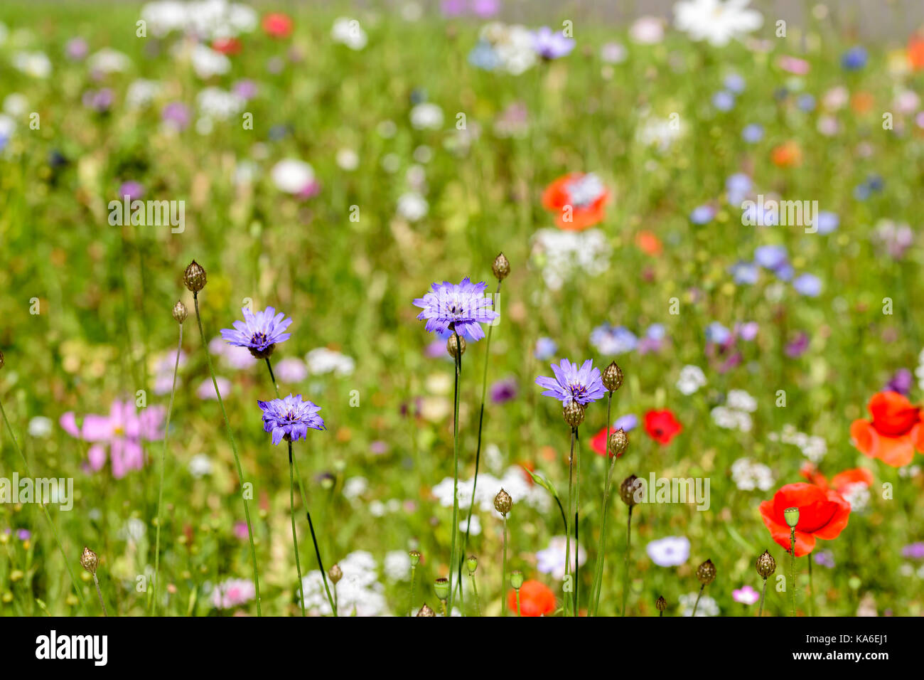 Bleuet bleu bleue ou Centaurea cyanus Banque D'Images