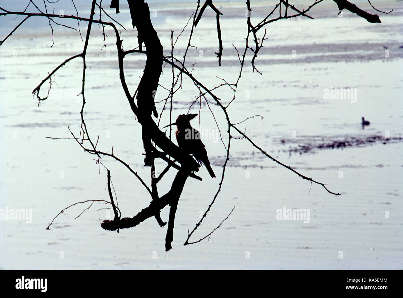 Direction générale de la huppe assis sur le parc national de Keoladeo, bharatpur, Rajasthan, Inde, Asie Banque D'Images