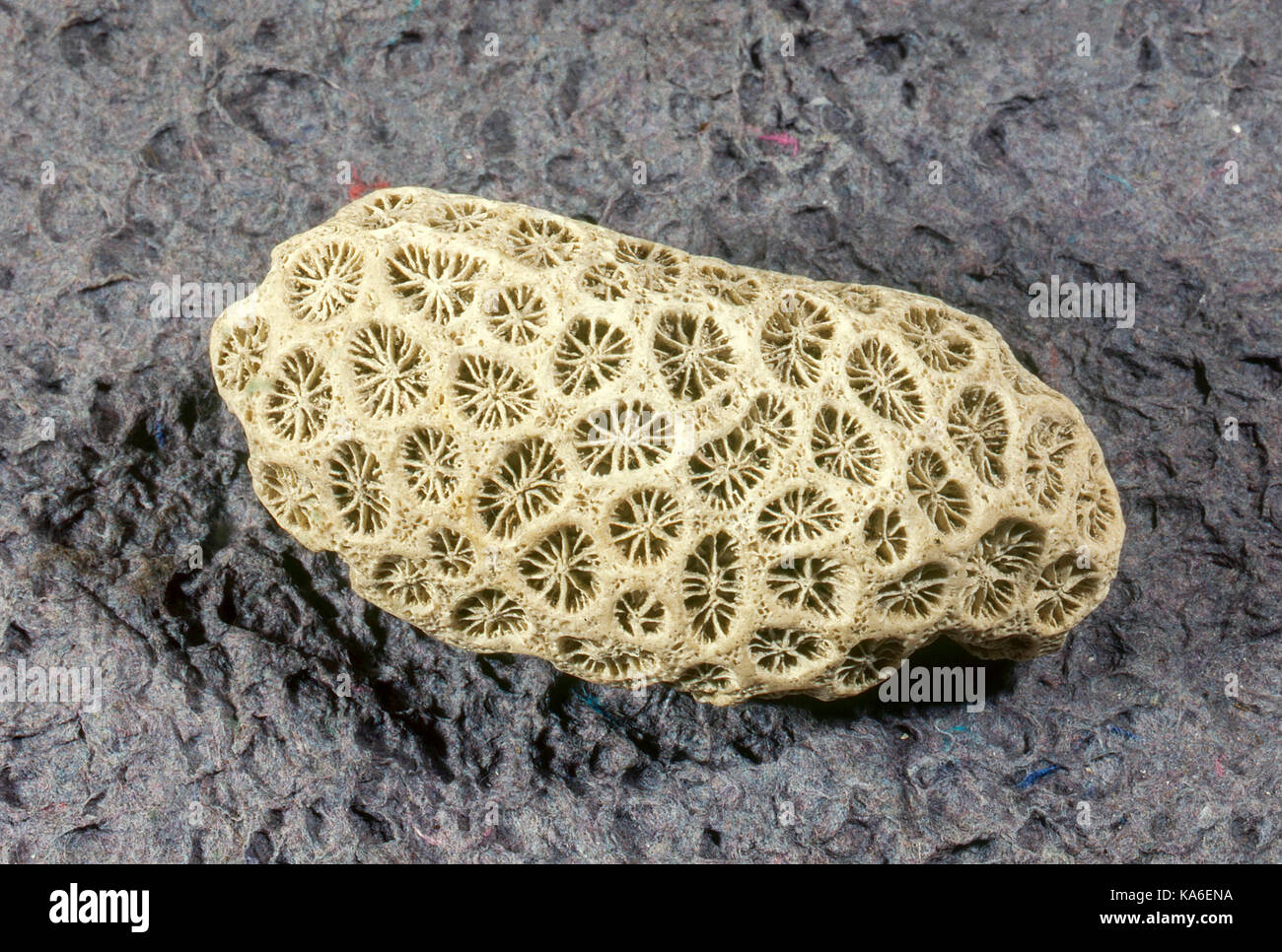 Fossil sponge Banque de photographies et d'images à haute résolution - Alamy