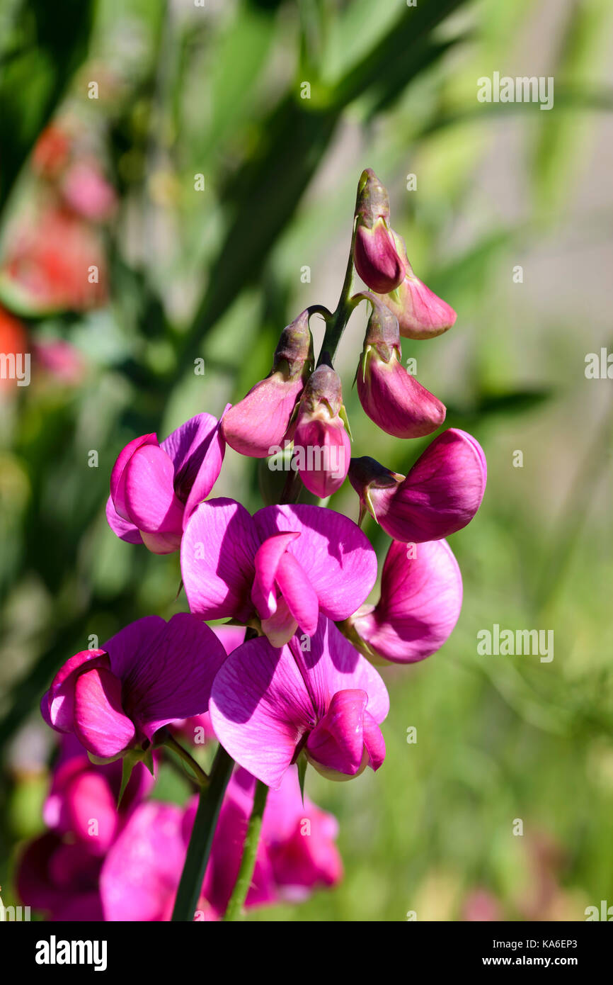 Pois vivace Lathyrus latifolius fleurs Banque D'Images