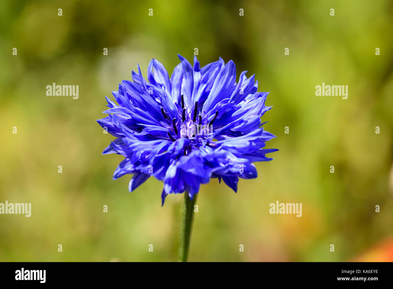 Bleuet bleu bleue ou Centaurea cyanus Banque D'Images