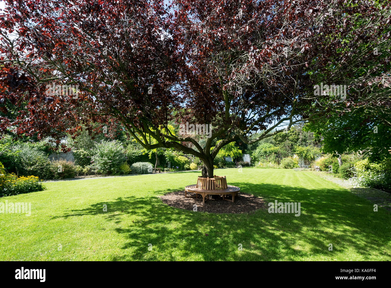 Cerisier Oriental Pentre Mawr Park Abergele North Wales Banque D'Images