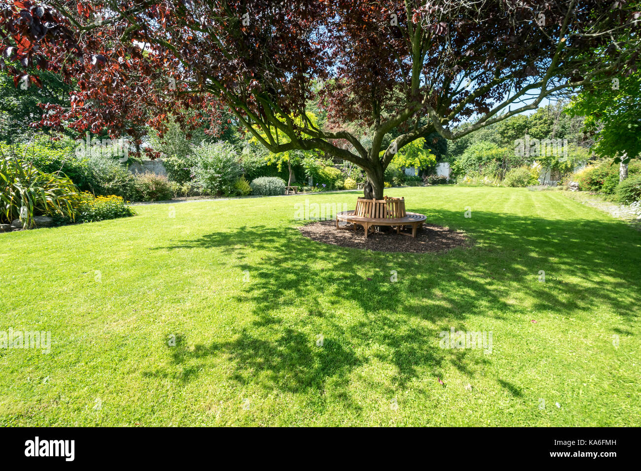 Cerisier Oriental Pentre Mawr Park Abergele North Wales Banque D'Images