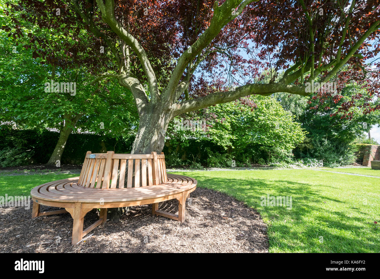Cerisier Oriental Pentre Mawr Park Abergele North Wales Banque D'Images