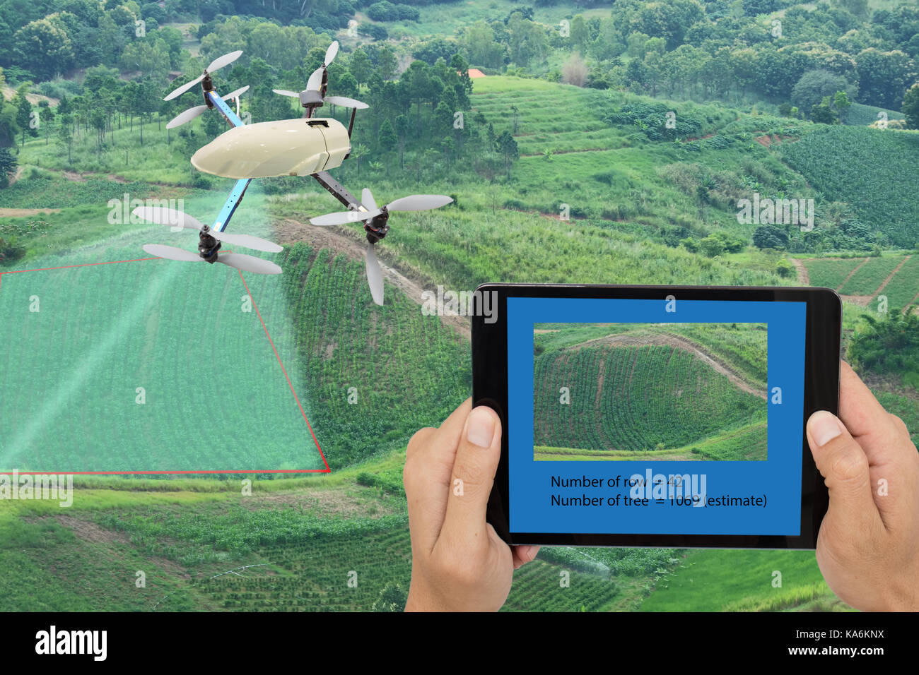 Concept d'agriculture intelligente, drone utilisent une technologie en agriculture avec l'intelligence artificielle pour mesurer la quantité et la rangée d'arbre, et envoyer les données bac Banque D'Images