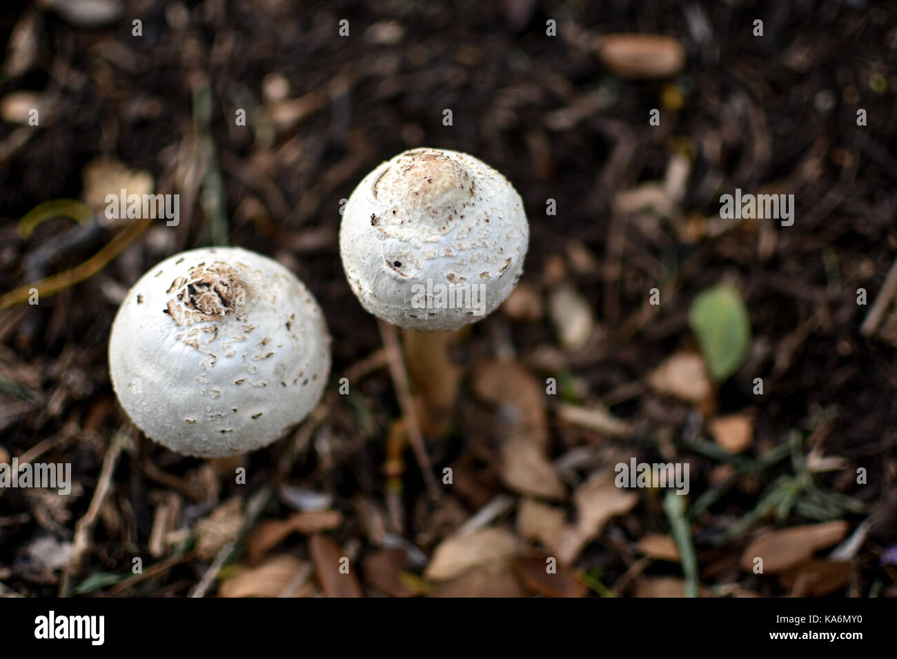 Champignons toxiques blanc Banque D'Images