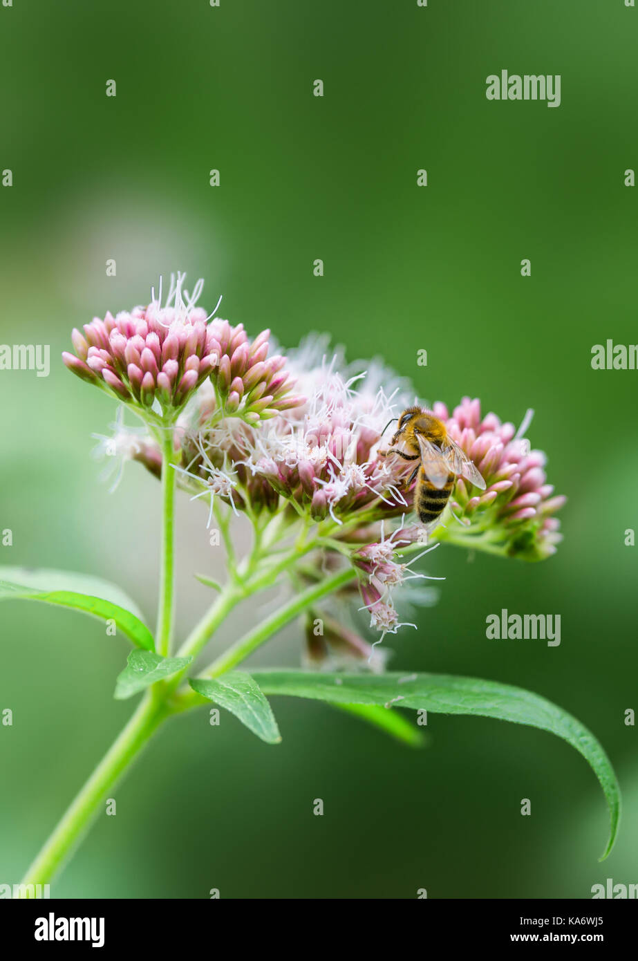 Aigremoine chanvre Eupatorium cannabinum (usine), également connu sous le nom de corde sainte, à la fin de l'été dans le West Sussex, Angleterre, Royaume-Uni. Portrait avec copie espace. Banque D'Images