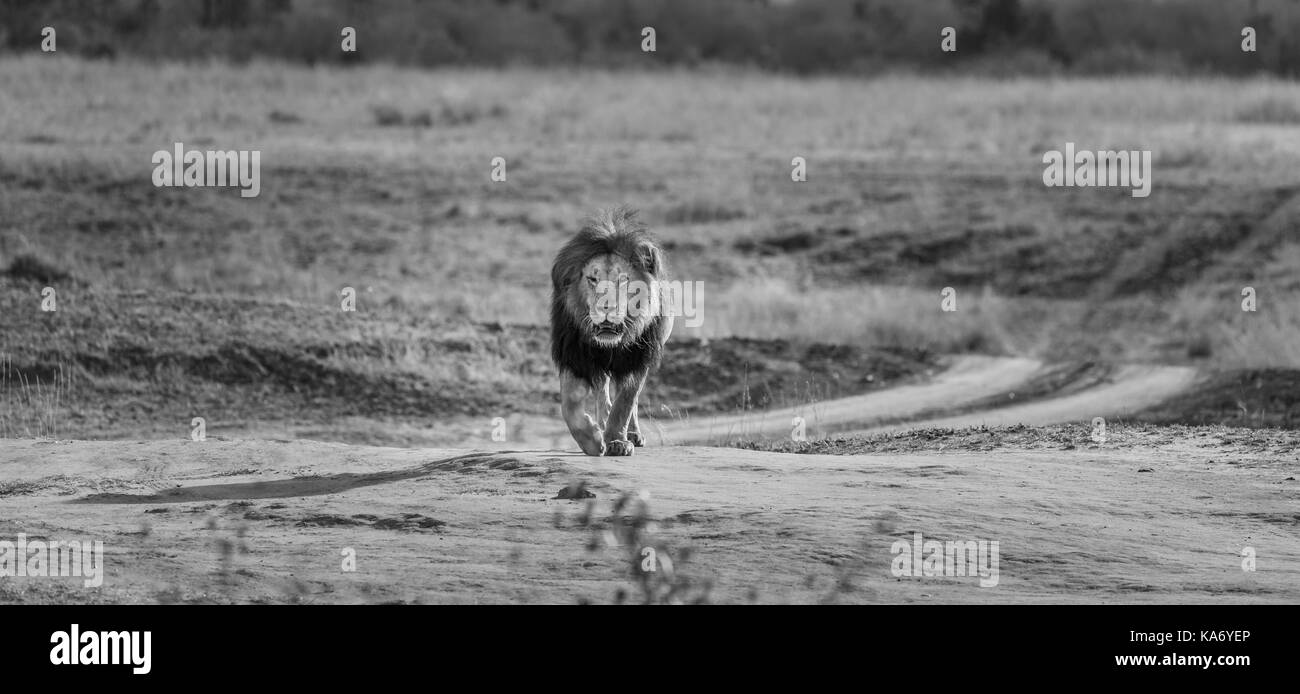 L'homme prédateur rôde : Mara lion (Panthera leo) avec des yeux blessés intentionnellement à marcher en direction de la caméra, dans la lumière du matin, Masai Mara, Kenya Banque D'Images