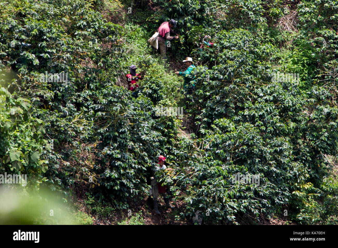 Les cueilleurs de café ou de cafeteros à l'Hacienda Venecia Ferme de café, Manizales, Colombie Banque D'Images Les cueilleurs de café ou de cafeteros à l'Hacienda Venecia Ferme de café, Manizales, Colombie Banque D'Images