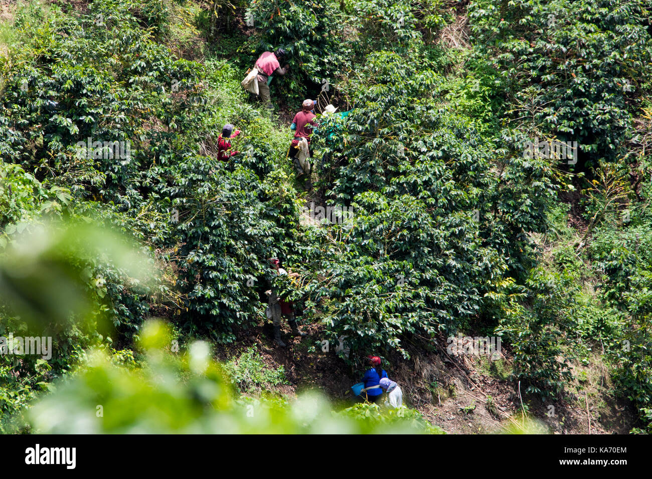 Les cueilleurs de café ou de cafeteros à l'Hacienda Venecia Ferme de café, Manizales, Colombie Banque D'Images Les cueilleurs de café ou de cafeteros à l'Hacienda Venecia Ferme de café, Manizales, Colombie Banque D'Images