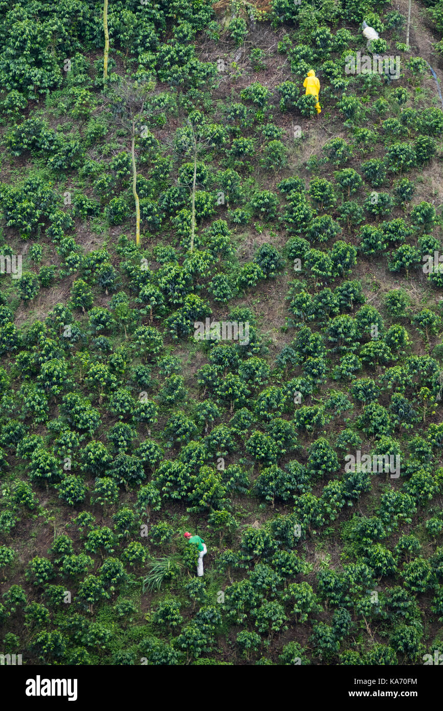Pickers dans les plantations de café à l'Hacienda Venecia Ferme de café, Manizales, Colombie Banque D'Images Pickers dans les plantations de café à l'Hacienda Venecia Ferme de café, Manizales, Colombie Banque D'Images