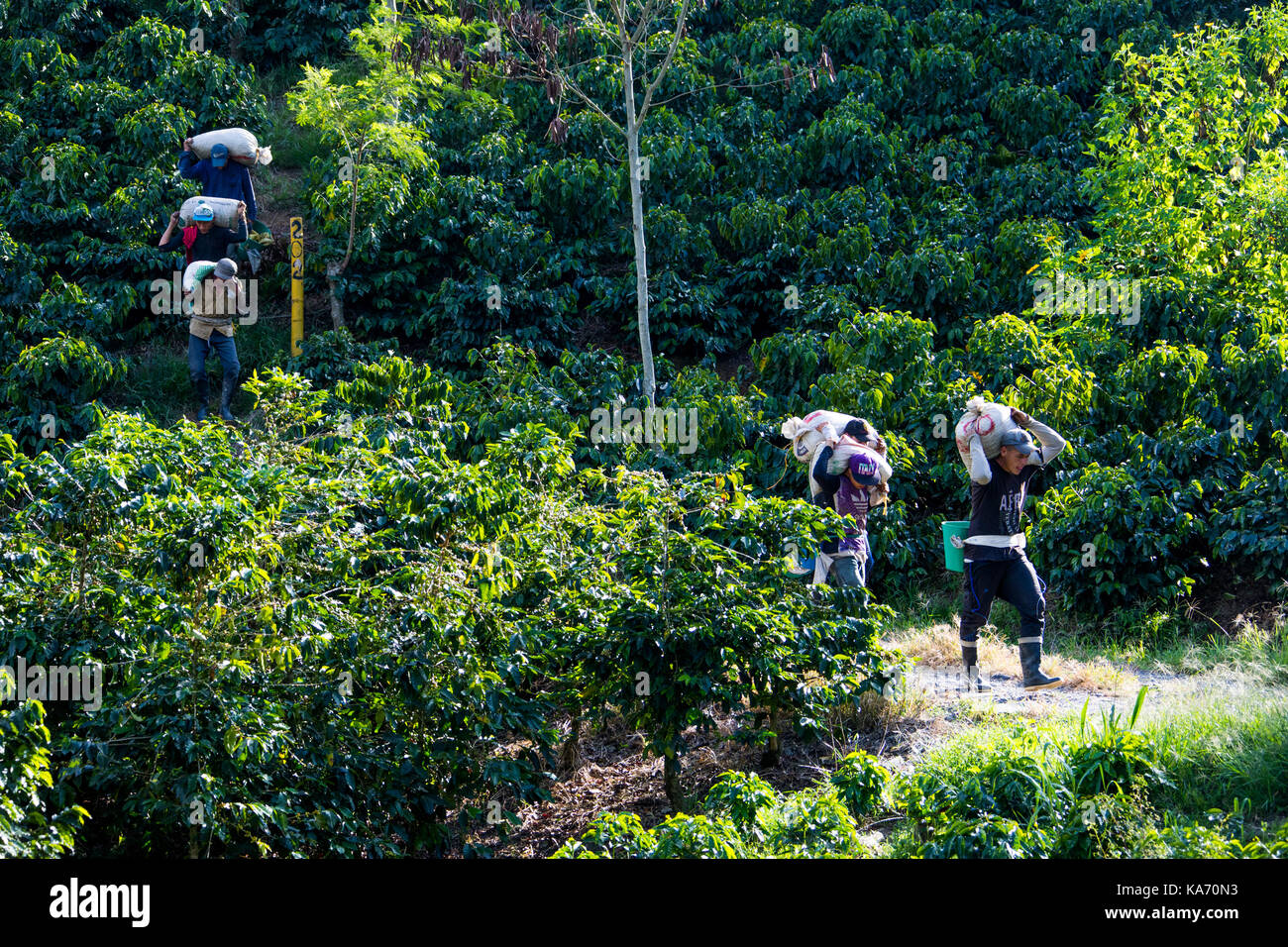 Pickers transportant du champ de haricots, Hacienda Venecia Ferme de café, Manizales, Colombie Banque D'Images Pickers transportant du champ de haricots, Hacienda Venecia Ferme de café, Manizales, Colombie Banque D'Images
