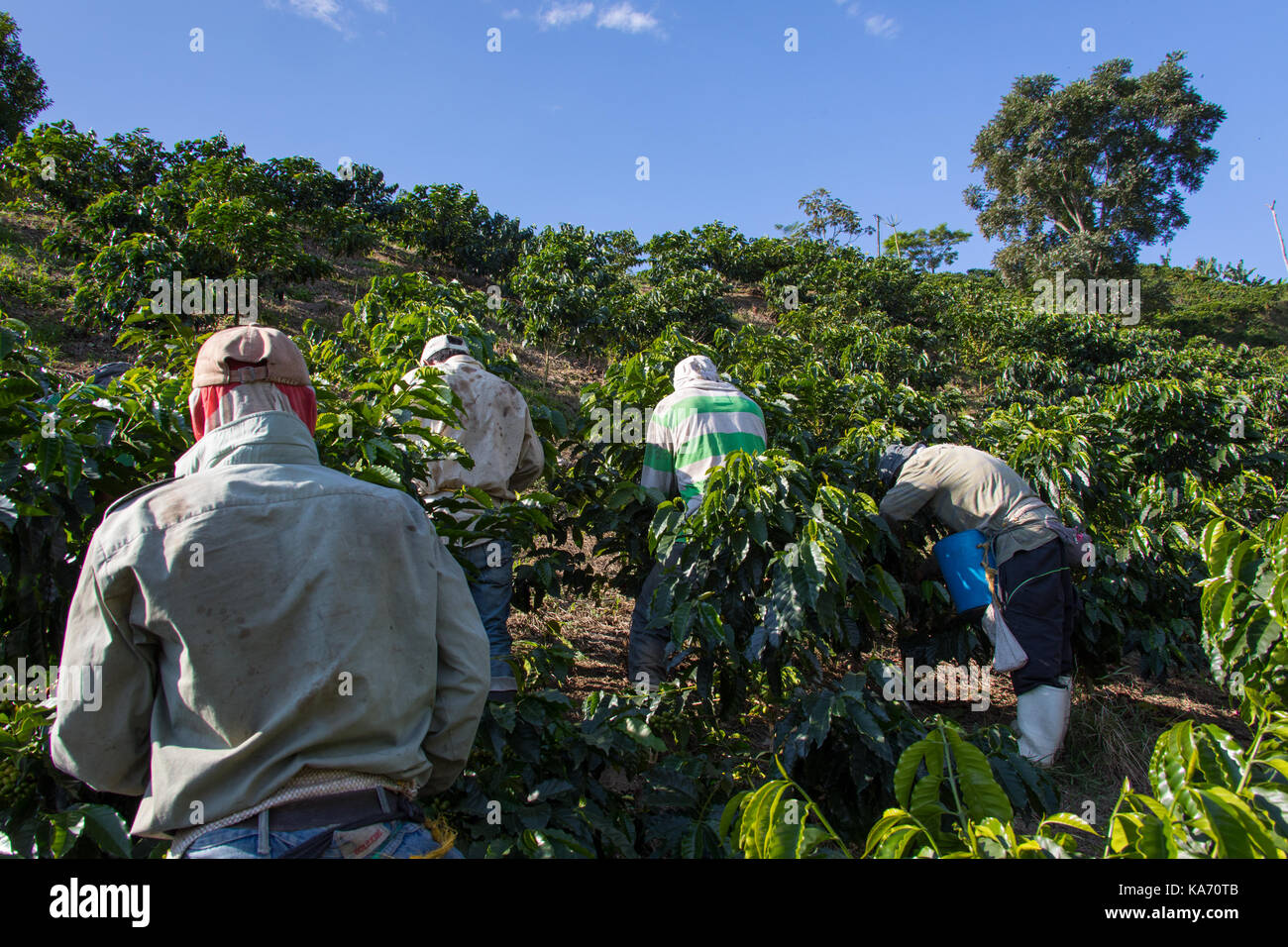 Les cueilleurs de café ou de cafeteros à l'Hacienda Venecia Ferme de café, Manizales, Colombie Banque D'Images Les cueilleurs de café ou de cafeteros à l'Hacienda Venecia Ferme de café, Manizales, Colombie Banque D'Images