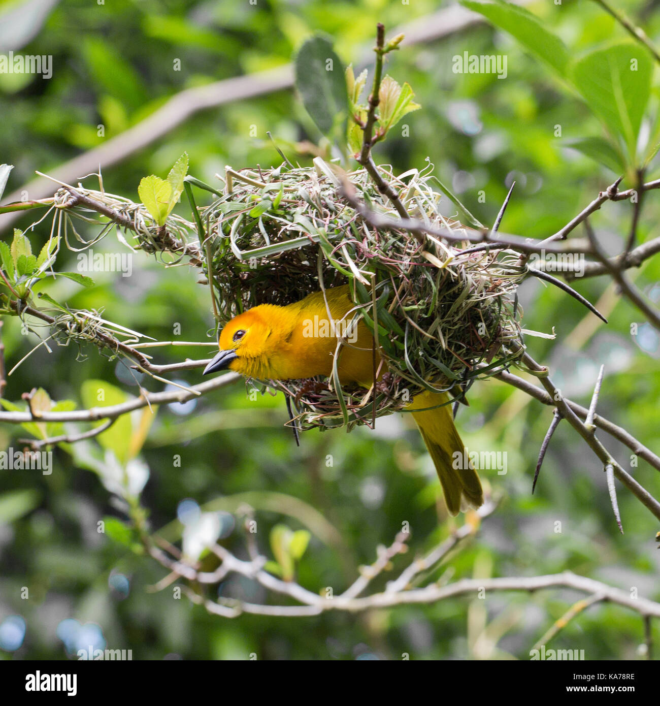 Oiseaux africains weaver dans son nid Banque D'Images
