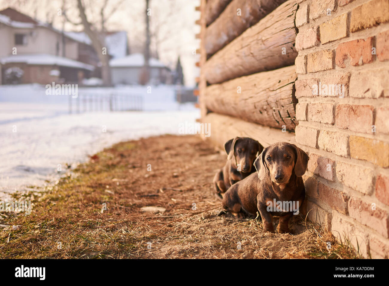 Deux chiens teckel. Banque D'Images
