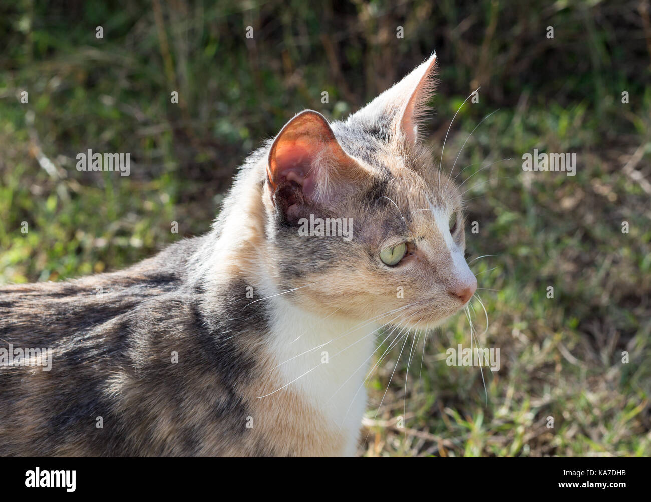 Chat Calico pour l'avenir Banque D'Images