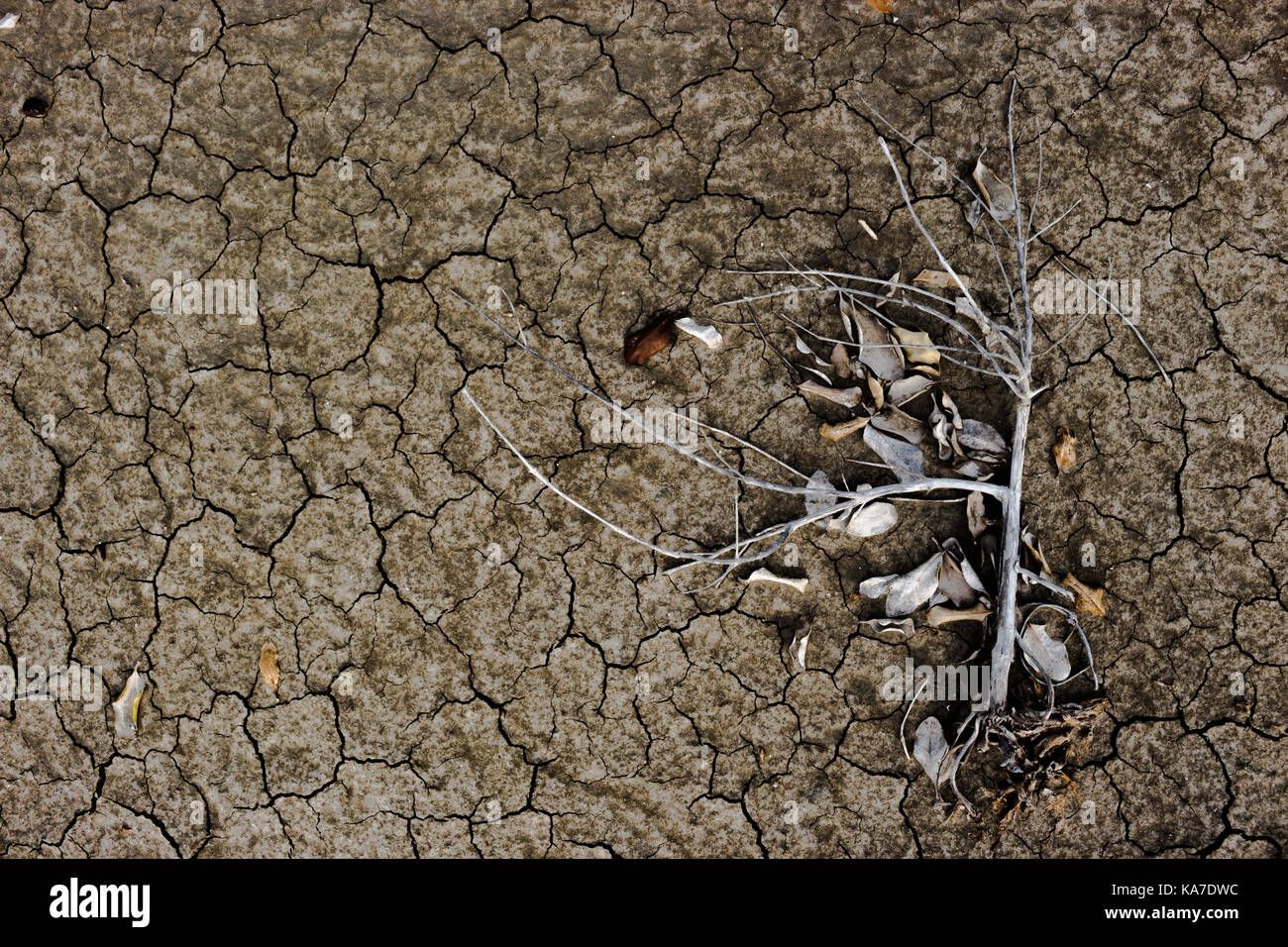 La sécheresse Broken Ground sur un arbre mort. Banque D'Images