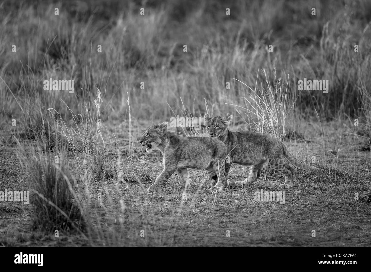 Une paire de jolies jeunes lionceaux Mara marcher ensemble dans l'herbe haute dans la savane dans le Masai Mara, Kenya Banque D'Images