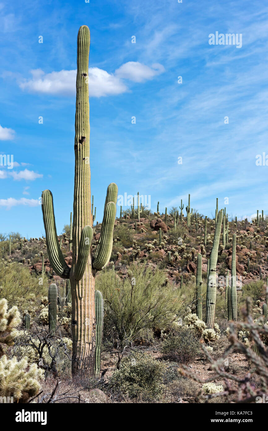 Saguaro (Carnegiea gigantea), saguaro national park, désert de Sonora, Tucson, Arizona, USA Banque D'Images