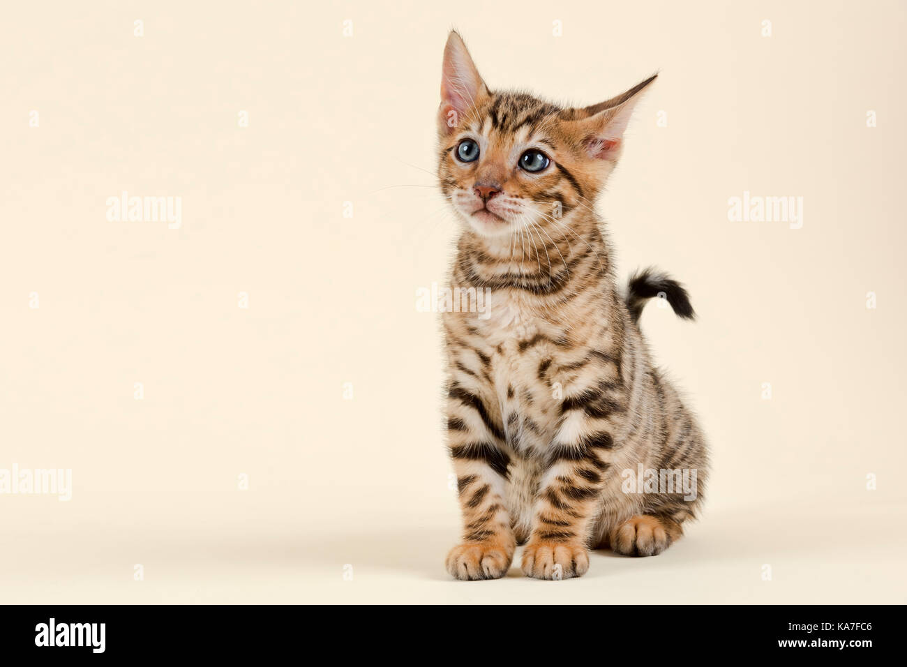 Toyger pedigree chat (Felis silvestris catus), l'âge de 9 semaines, de couleur brun noir Maquereau Banque D'Images