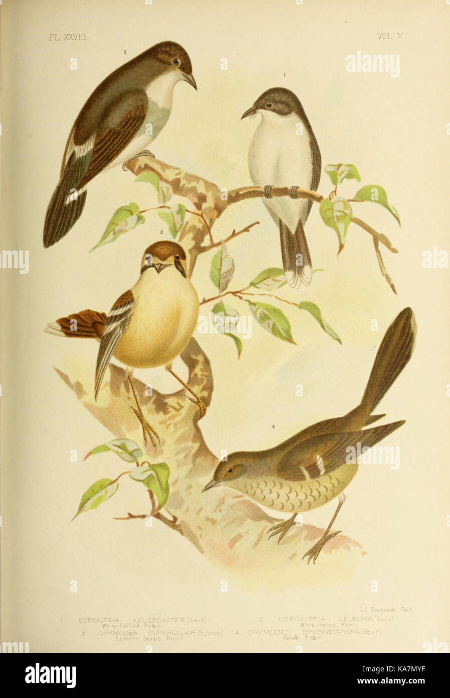 Les oiseaux d'Australie (16989411702) Banque D'Images