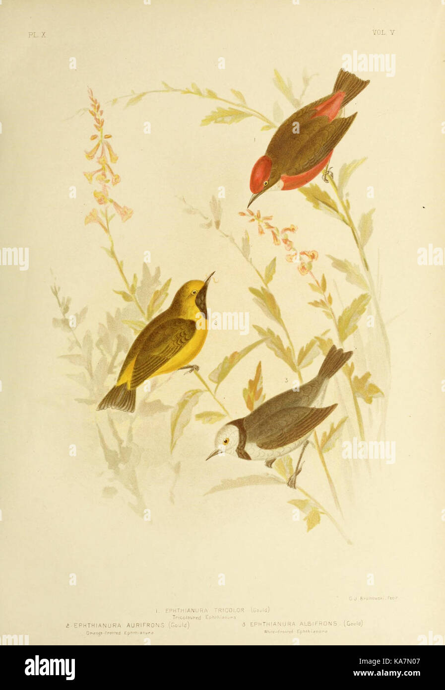 Les oiseaux d'Australie (16370628543) Banque D'Images