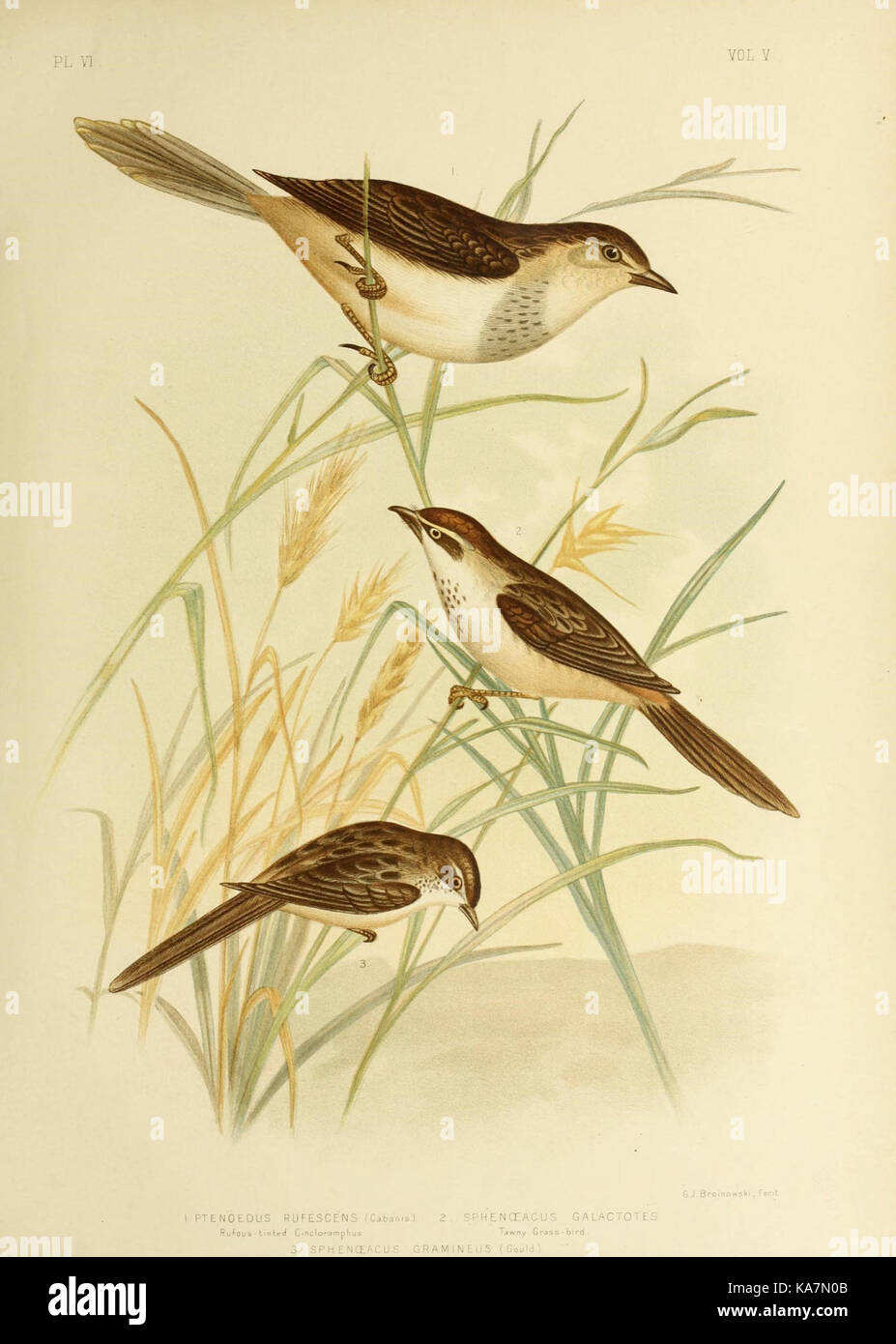 Les oiseaux d'Australie (16990712425) Banque D'Images